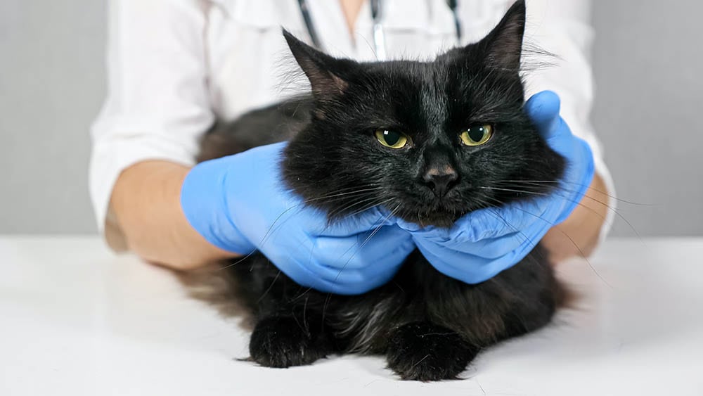 veterinarian holding cat's neck from behind
