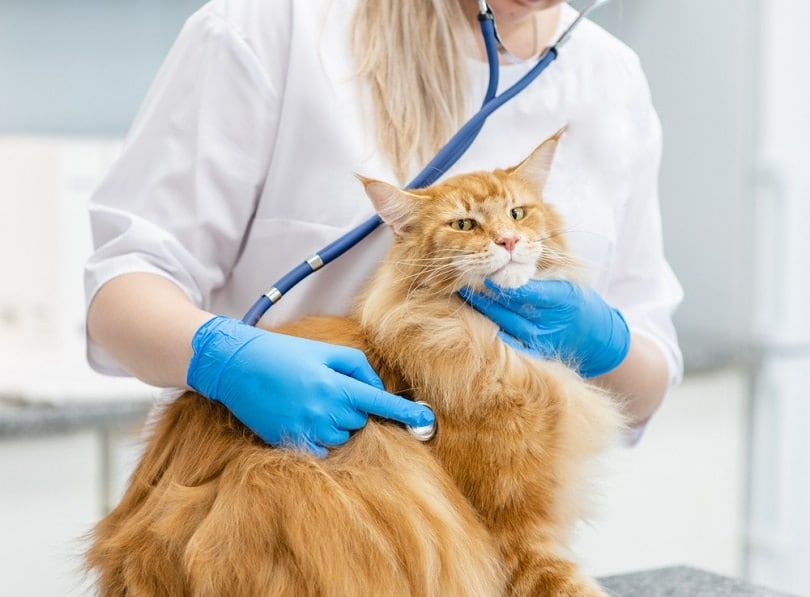 cat and vet._Ermolaev Alexander, Shutterstock