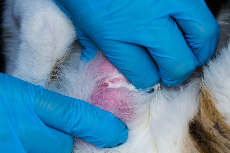 veterinarian massaging the mammary gland of a cat with mastitis