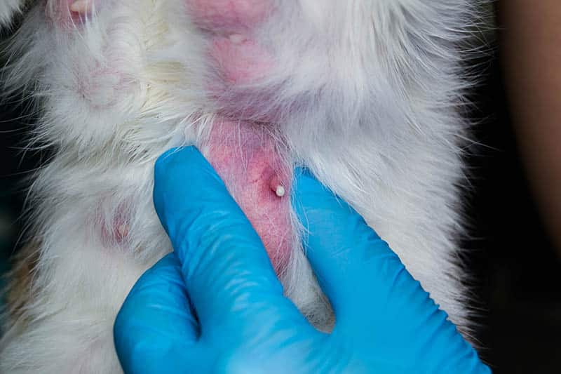 veterinarian squeezing the infected milk out of the cat's mammary gland with mastitis