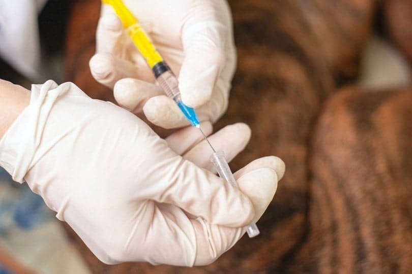 veterinarian with a syringe euthanizes a pet