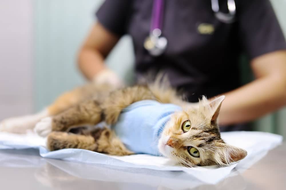 veterinary-doctor-puts-the-bandage-on-the-cat-after-surgery