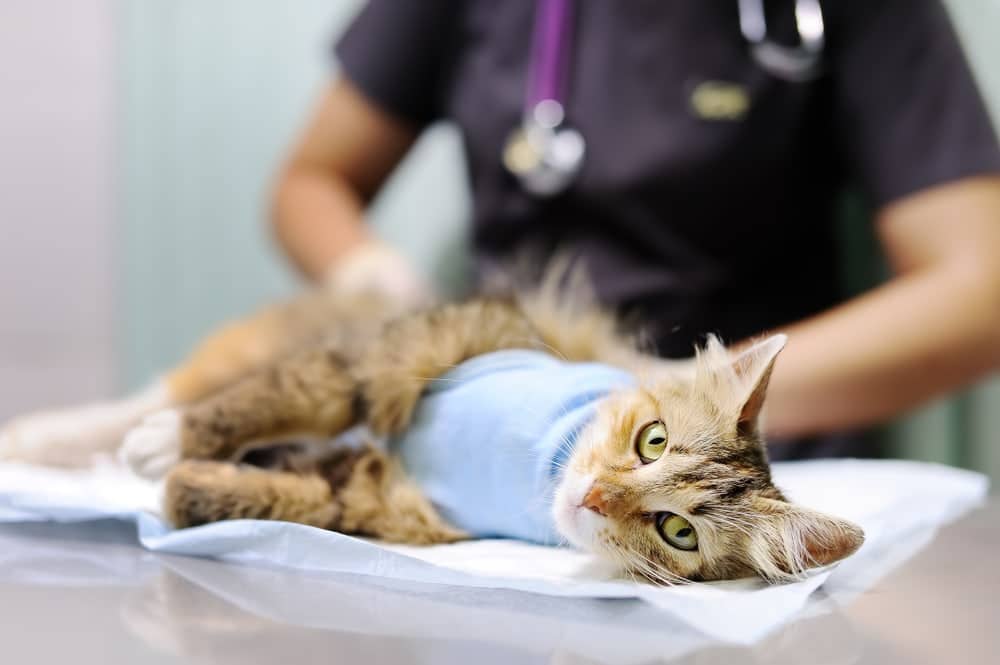 veterinary doctor puts the bandage on the cat after surgery