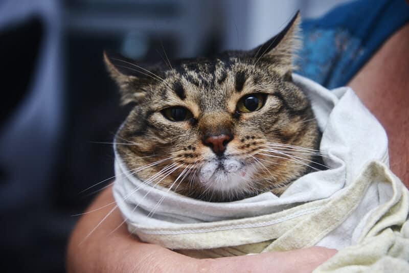 swaldded cat, cat towel, restrained cat, cat burrito, white foam in mouth