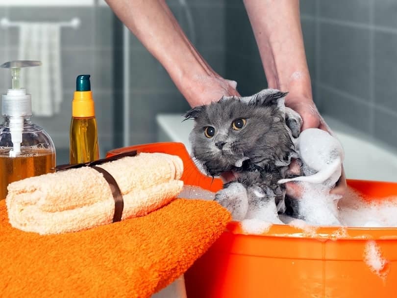 washing the cat in the bathroom_Irina Kozorog_shutterstock