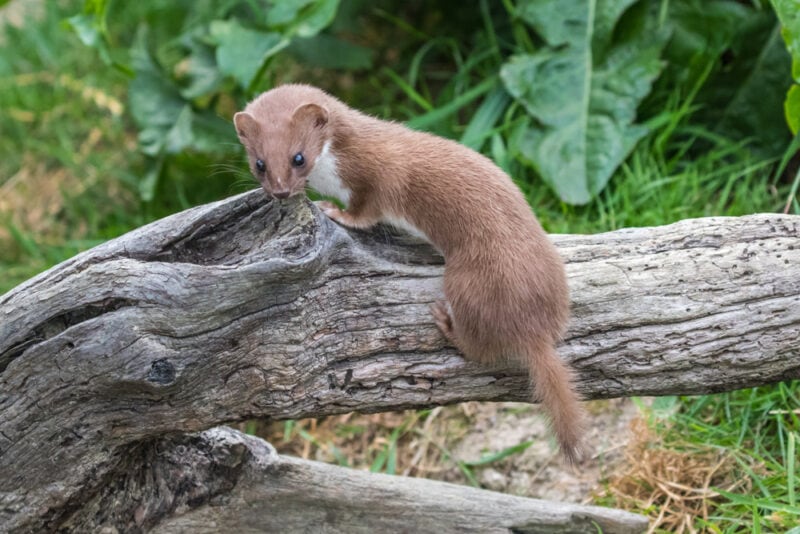 weasel (mustela nivalis) on a tree log