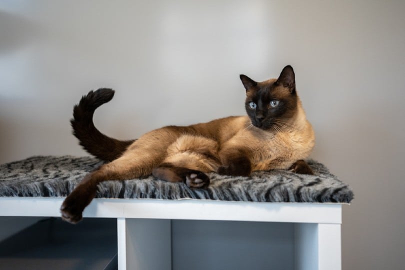 wedge head siamese cat lounging on vet bed
