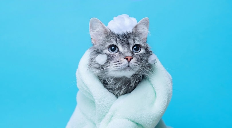 wet gray tabby cute kitten after bath wrapped in green towel_KDdesignphoto_shutterstock