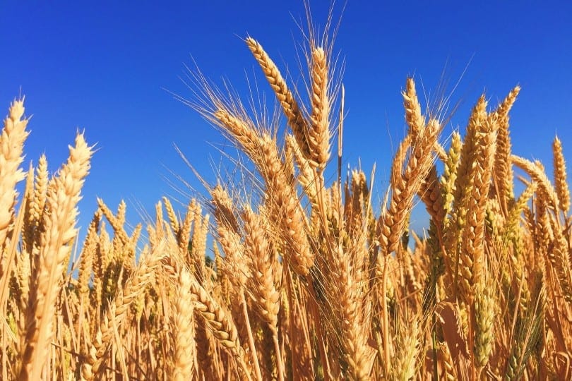 wheat field