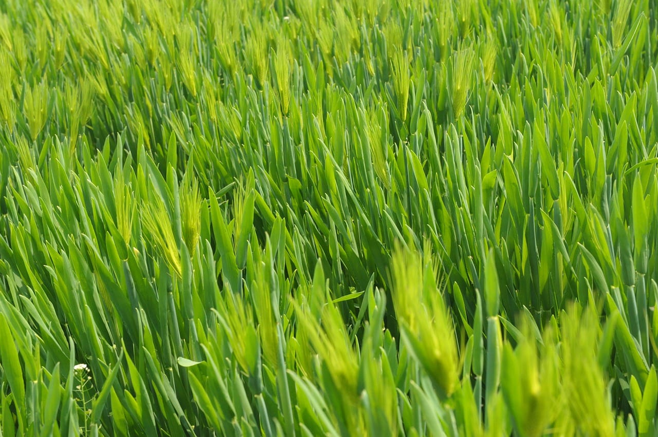 wheatgrass field
