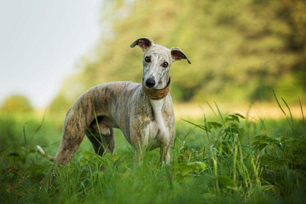 whippet in field