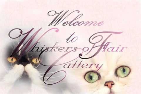 whiskers of flair cattery logo