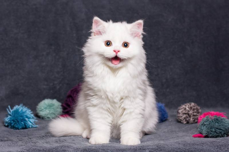 white British long haired cat smiling or happy