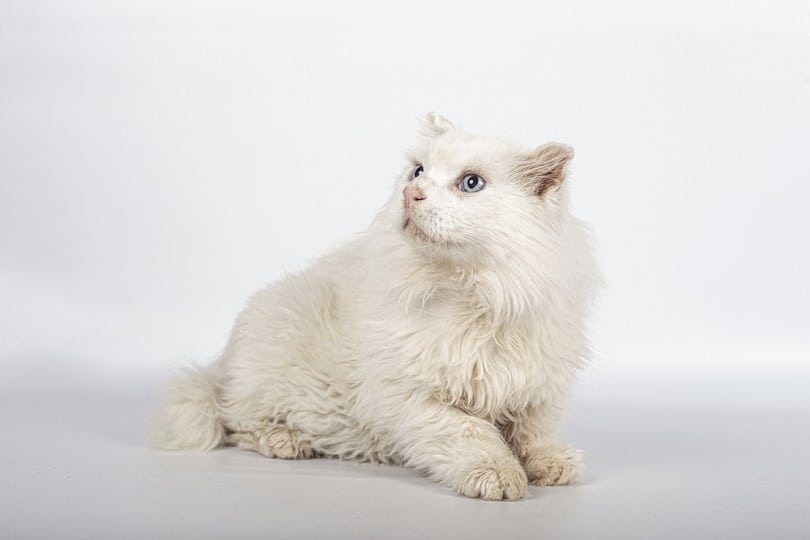 white British long-haired cat with blue eyes_Wirestock Creators_shutterstock