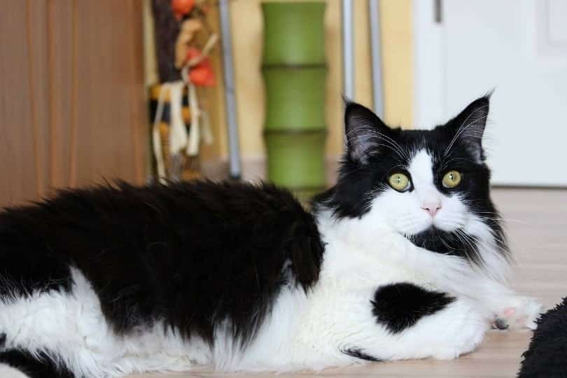 white and black maine coon cat