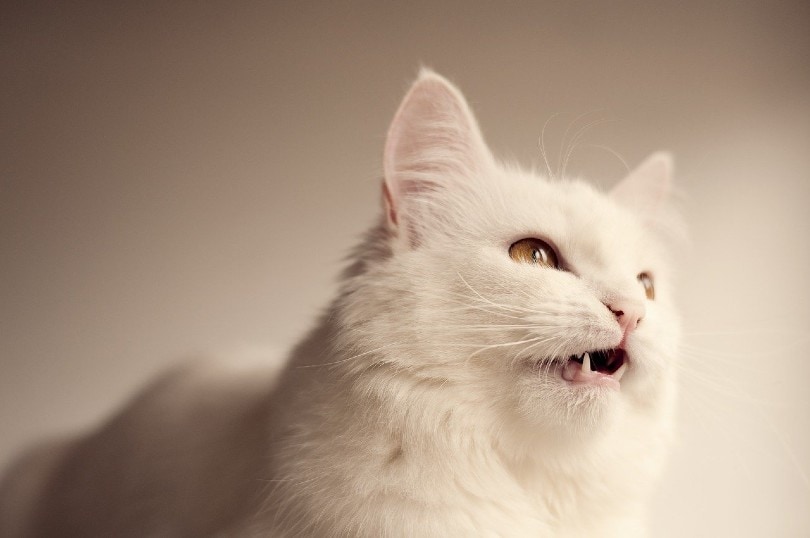 white cat chirping