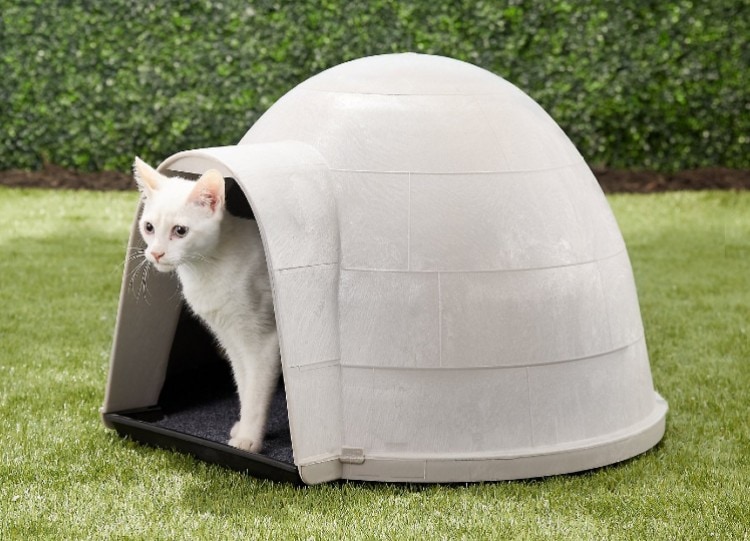 white cat in her house outdoors