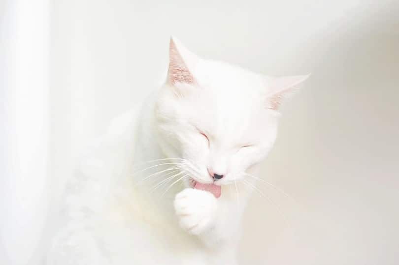 white cat its licking paw