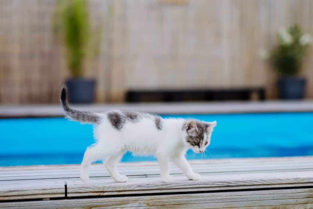 white-cat-kitten-walking-along-outdoor-swimming-pool