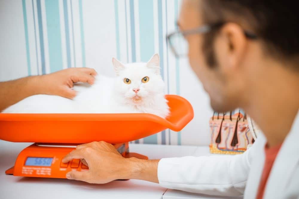 white cat laying on the animal scale while the vet measure weight