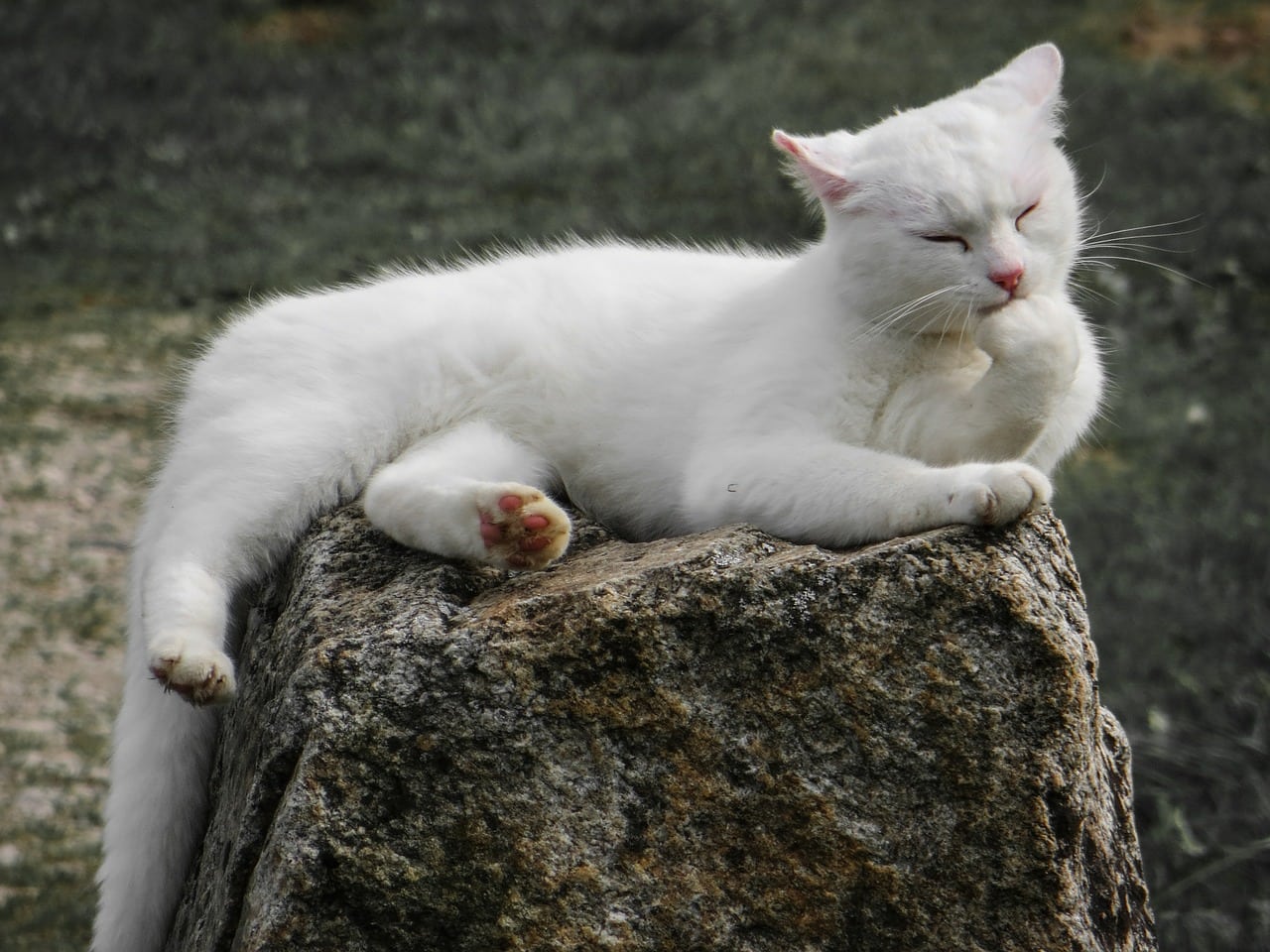 white cat licking itself