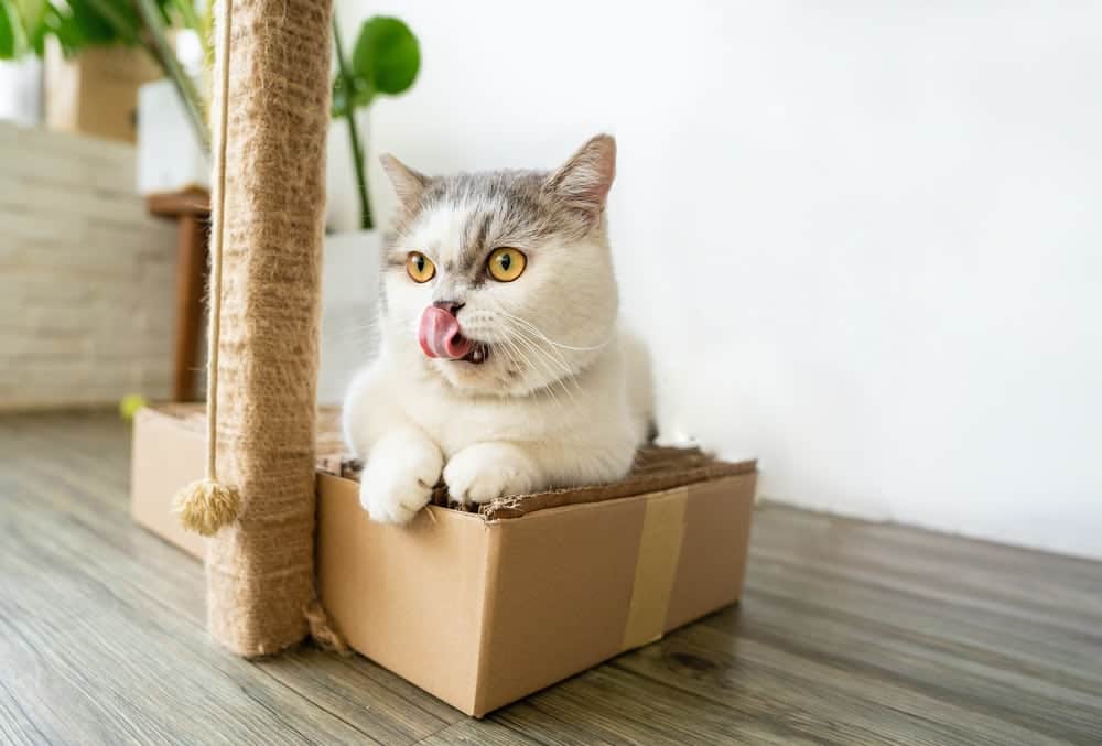 white cat lying on top of a cardboard