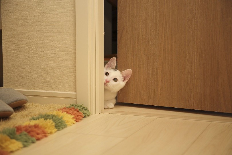 white cat peeking