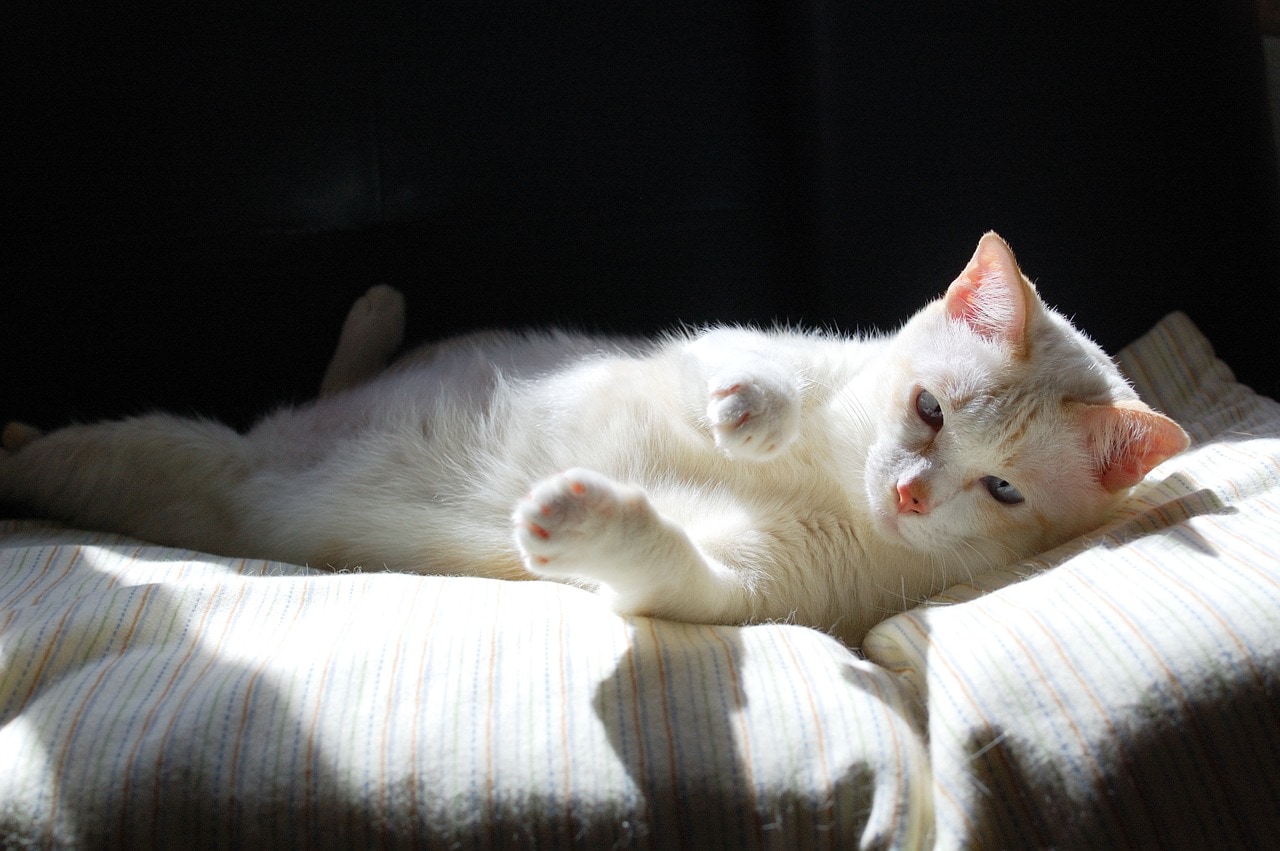 white cat reaching its paw out