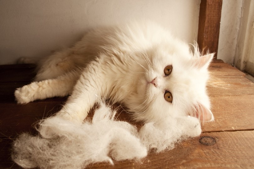 white cat shedding