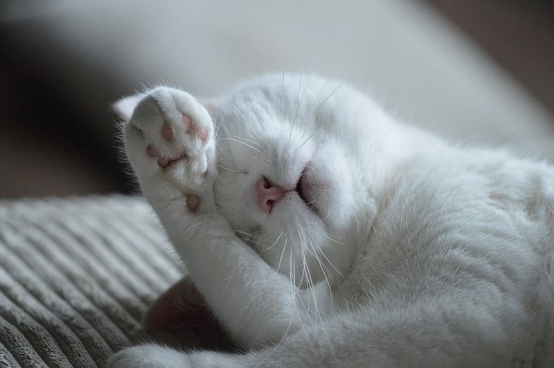 white cat sleep