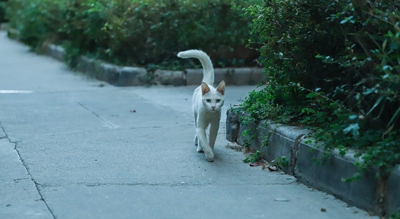 white-cat-tail-up