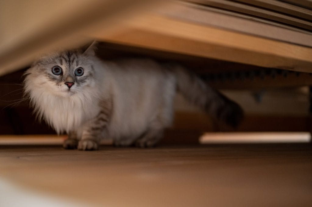 white cat under the bed