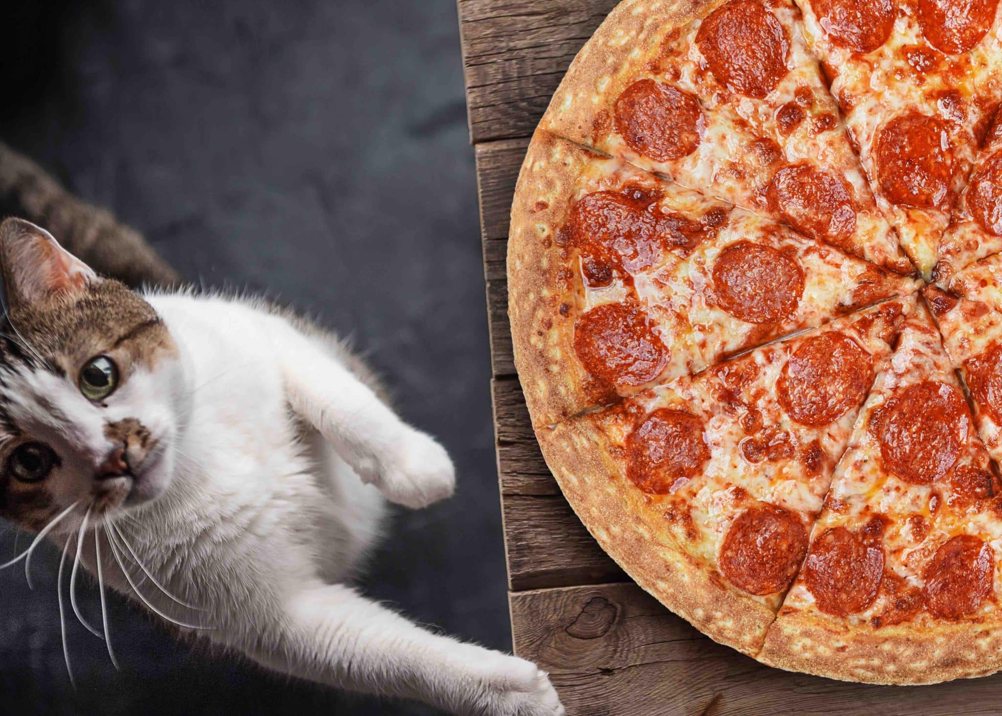white cat wanting pizza