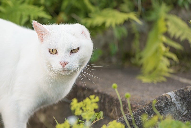 white cat with amputated ear walking outdoor