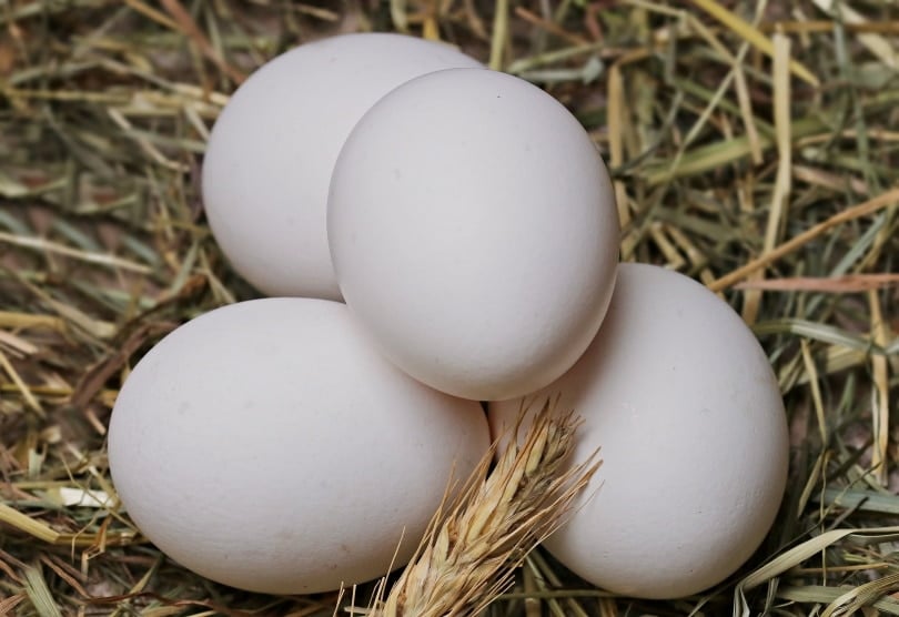 white chicken eggs