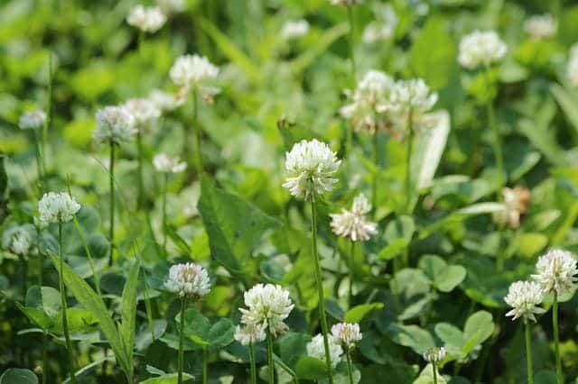 white clover