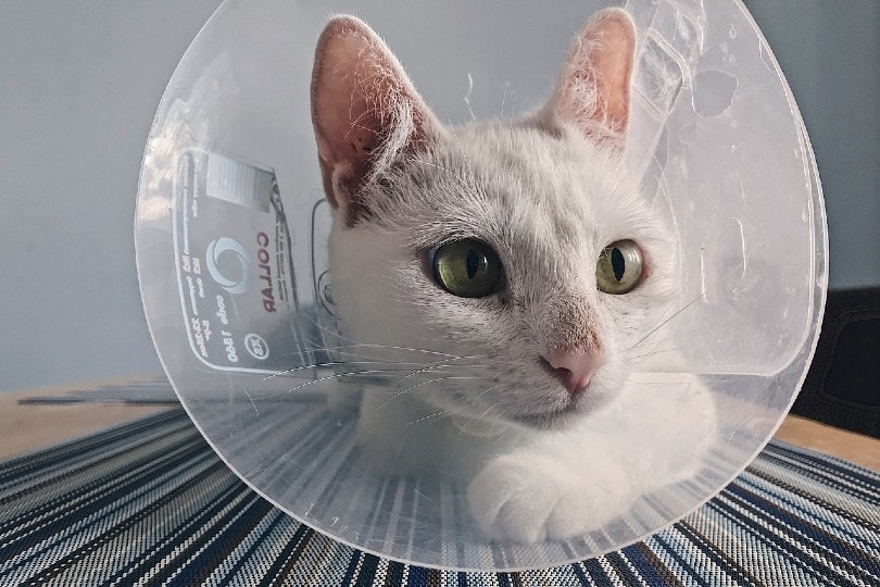 white domestic cat with cone of shame