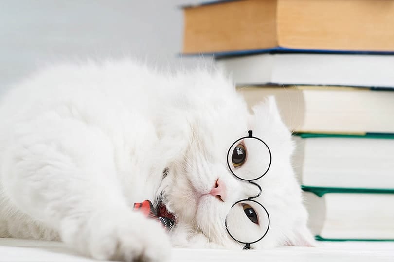 white fluffy cat with glasses
