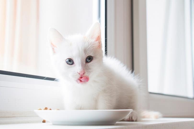 white kitten eating food from a white plate