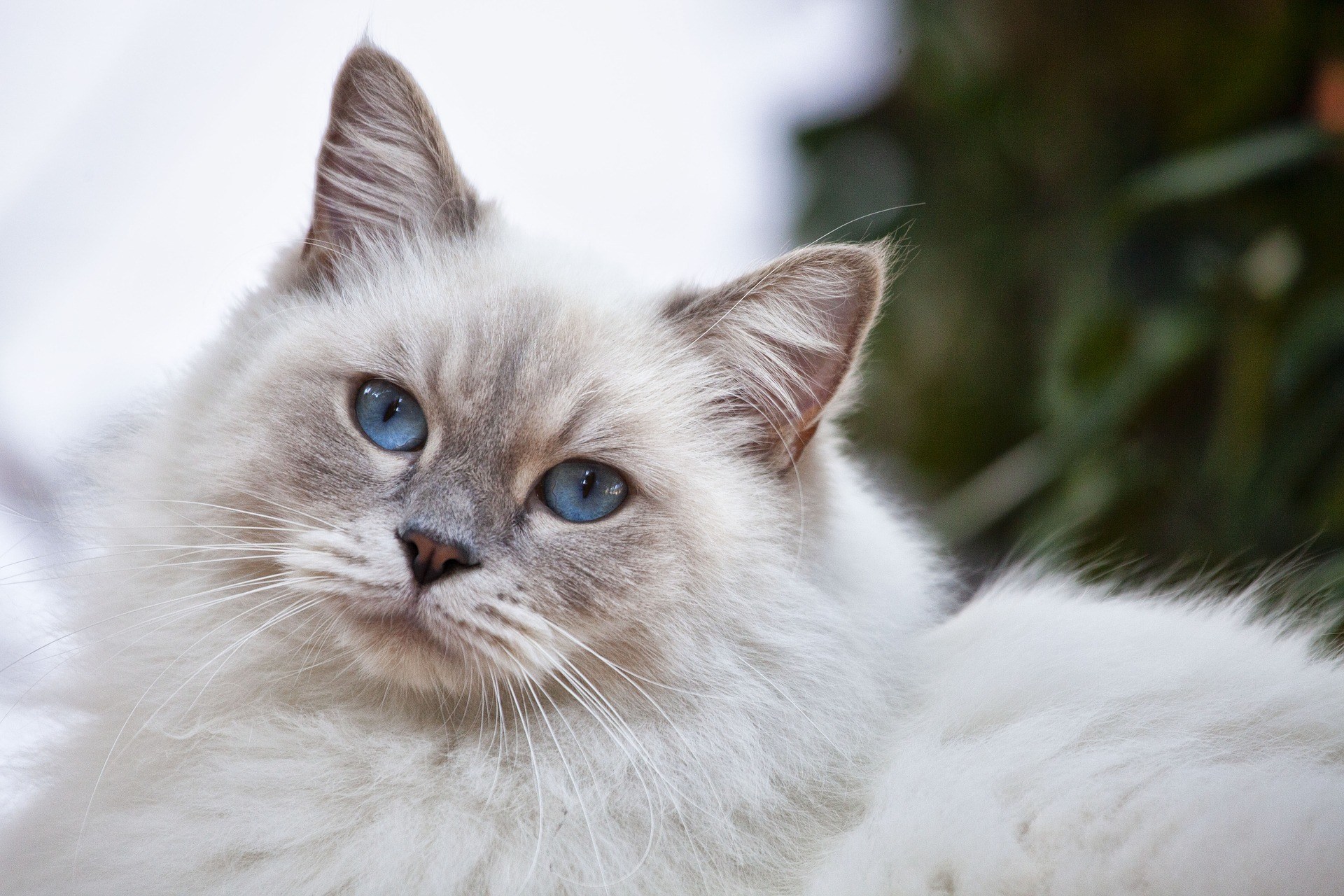 white long-haired fluffy cat