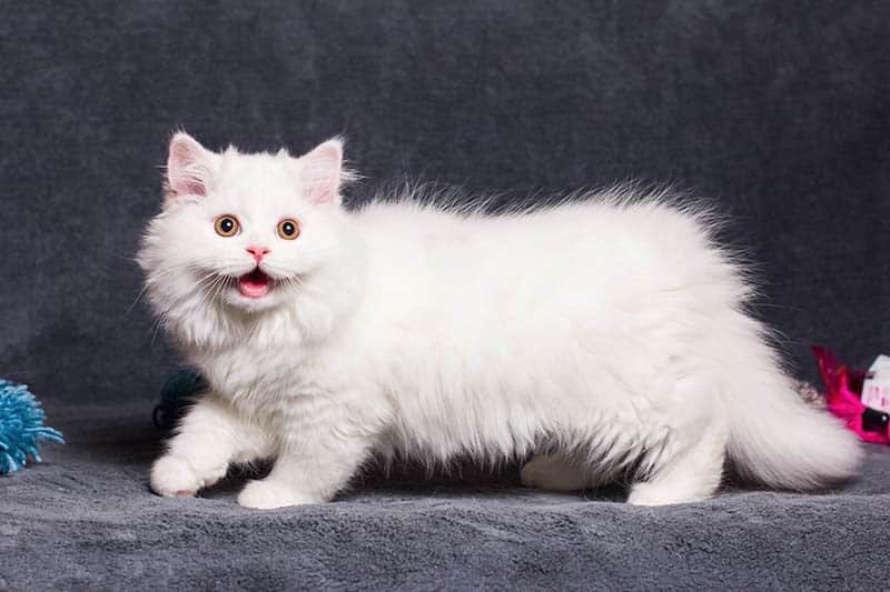 white long-haired munchkin