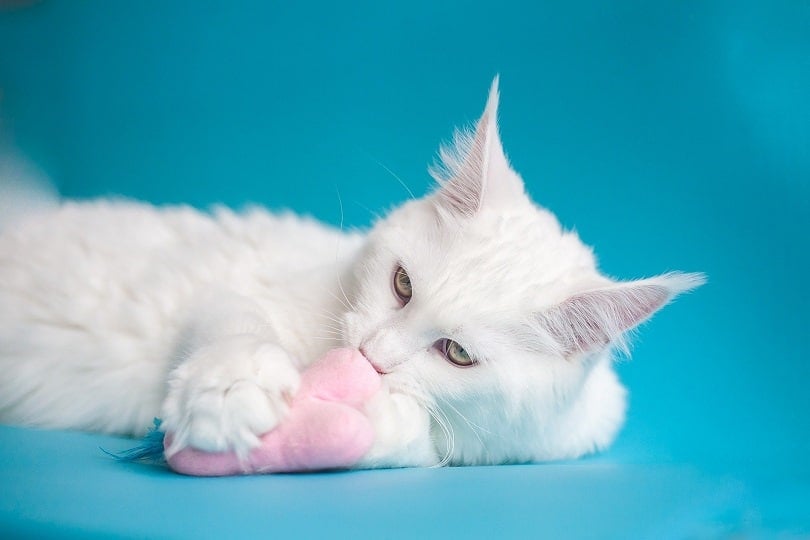 white maine moon cat