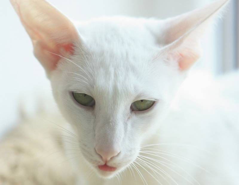 white oriental shorthair cat