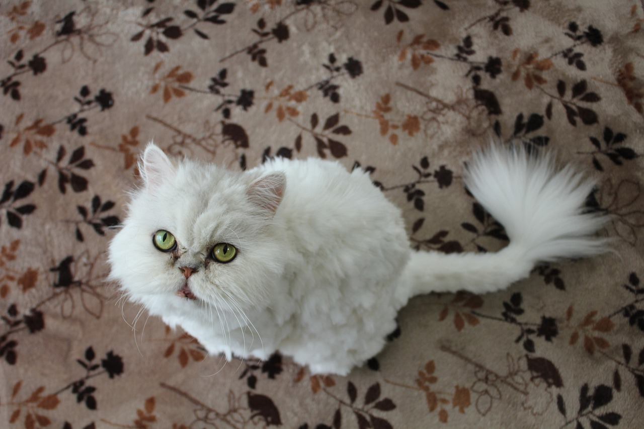 white persian cat with curly tail