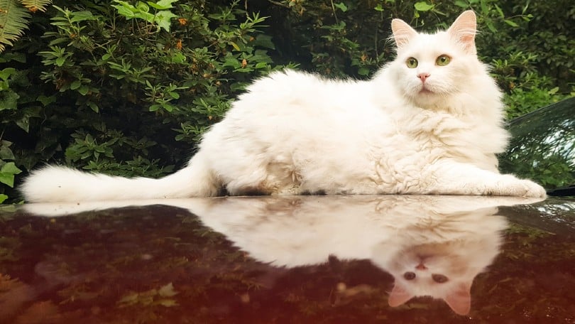 white ragamuffin cat