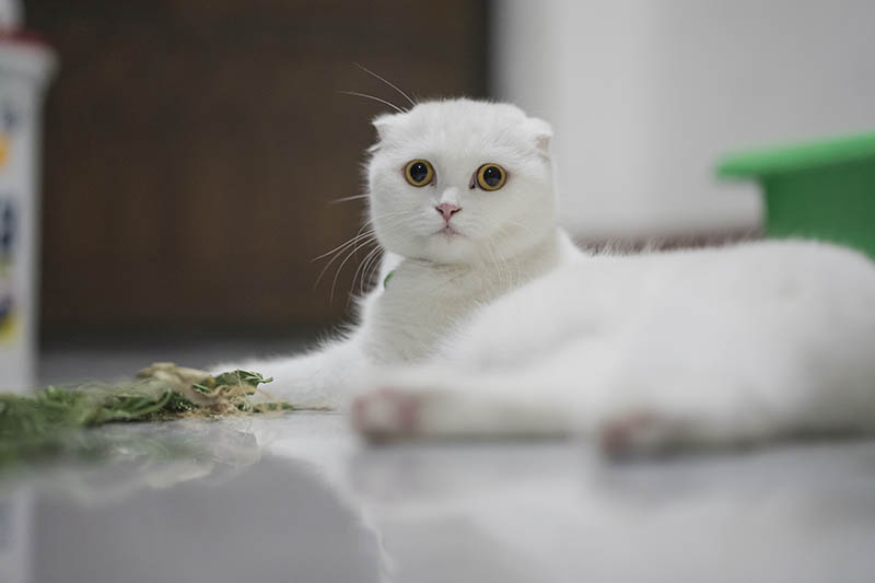 White Scottish fold