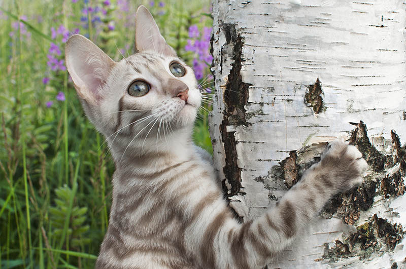 white Snowy toyger kitten trying to climb a tree