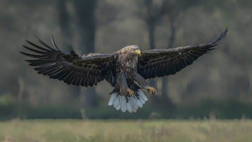 white tailed eagle flying