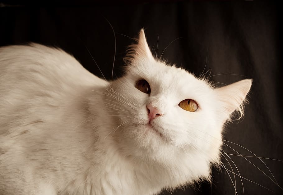 white turkish angora cat