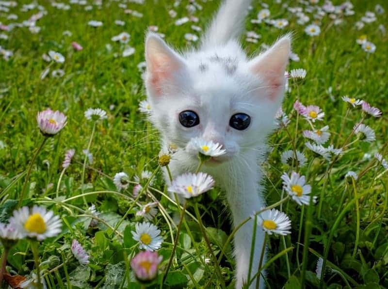 wholesome cute kitten flowers